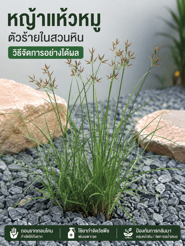 จัดสวนหินให้ไร้วัชพืช ไม่ต้องพึ่งยาฆ่าหญ้าก็ได้ (แต่ต้องรู้เคล็ดลับนี้)