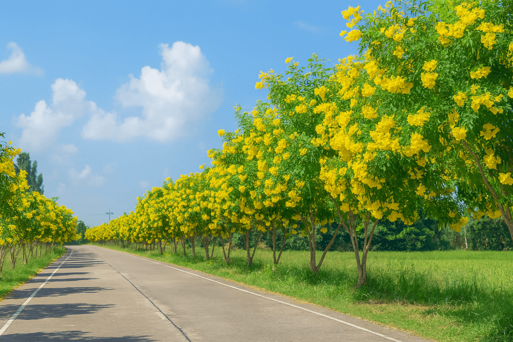 ทองอุไรมี 3 สี ดอกไม้ปลูกง่าย เสริมโชคลาภให้บ้านคุณ