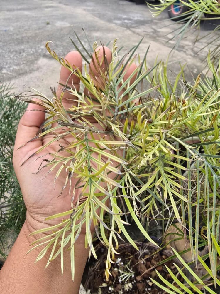 สนเกรวิลเลียใบเหลือง เกิดจากอะไร? รวม 3 สาเหตุหลักและวิธีฟื้นฟูให้กลับมาเขียว