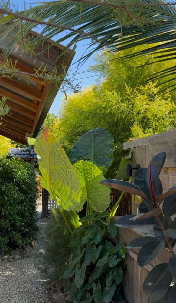 ไอเดียแนวรั้วที่ไม่เหมือนใคร ด้วย “หลิวทอง” โปร่ง เบา แต่สวยสะดุดตา