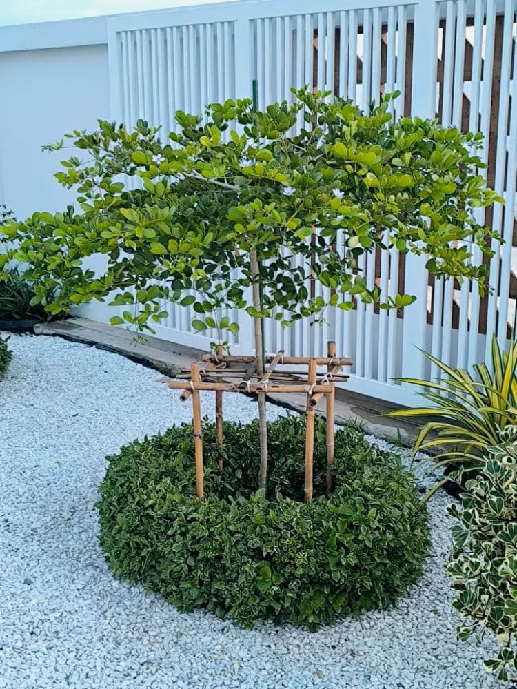 🌳 วิธีเลี้ยงต้นแก้วเจ้าจอมให้สูงสวย แข็งแรง
