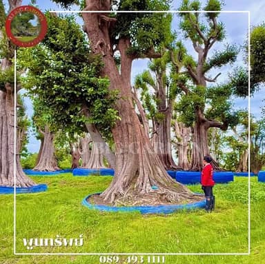 พูนทรัพย์ใหญ่หน้า 100 นิ้ว 🌳