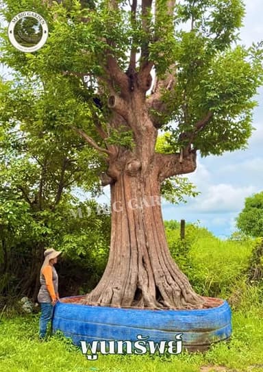ต้นพูนทรัพย์ ไม้มงคล ไม้ใหญ่ทรงสวย ให้ร่มเงา 🌳✨