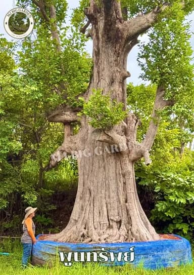🌳 ต้นพูนทรัพย์ ไม้มงคลให้ร่มเงา ทรงพุ่มสวย