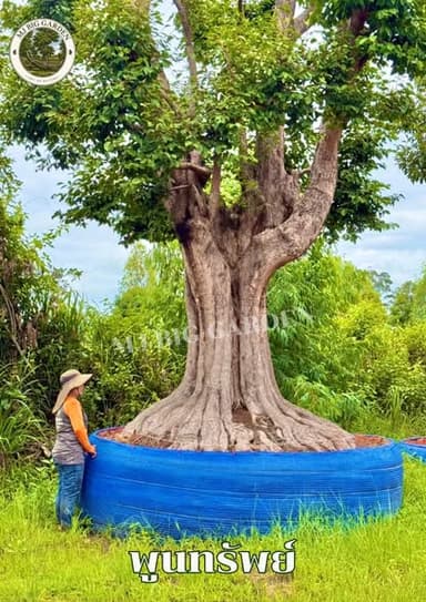 🌳 ต้นพูนทรัพย์ ไม้มงคลใหญ่ ทรงพุ่มสวย ให้ร่มเงาเย็นสบาย 🌿
