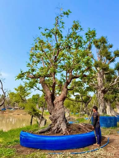 ต้นพูนทรัพย์เสม็ดแดง 45 นิ้ว