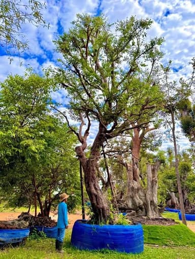 ต้นเสม็ดแดง - ต้นไม้เสริมโชคลาภ