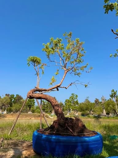 เสม็ดแดงลีลา