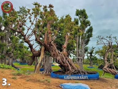 🌳 เสม็ดแดง (พูนทรัพย์) ไม้มงคล ไม้ใหญ่จัดสวน