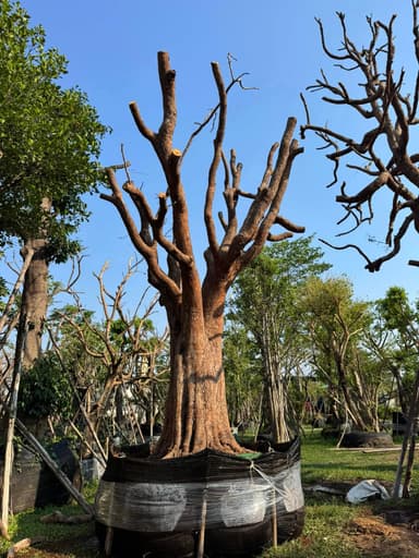 ต้นพูนทรัพย์ - ไม้มงคลเสริมบารมี