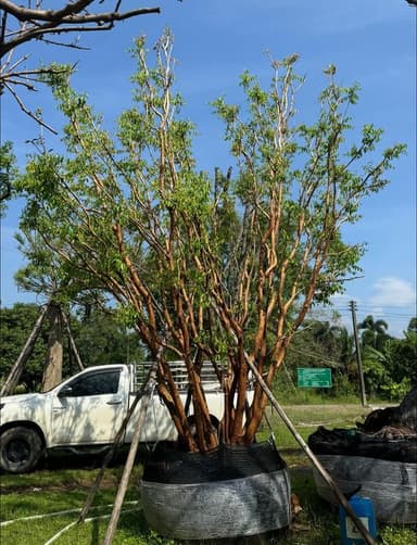 เสม็ดแดง แบบกอ สูง4เมตร