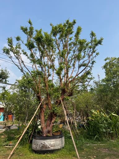 เสม็ดแดง