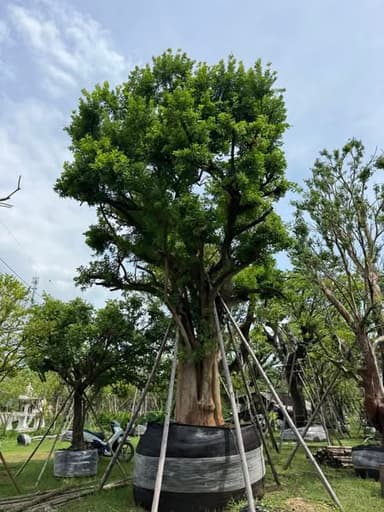 ต้นแจง ฟอร์มสวย 46-48 นิ้ว 🌳