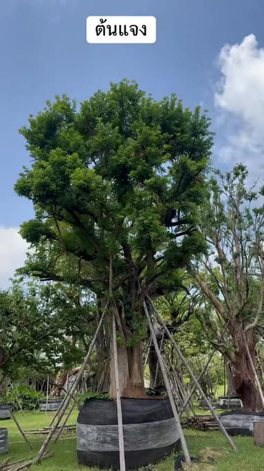 ต้นแจง หน้า32นิ้ว ฟอร์มสวย 🌳