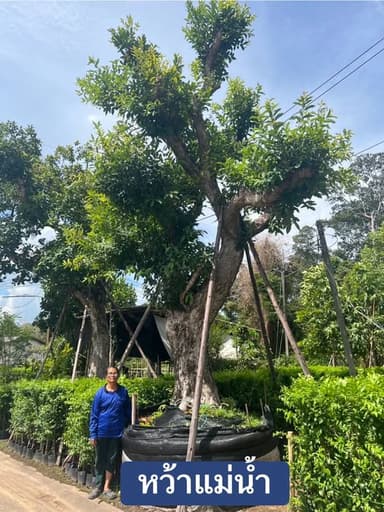 ต้นหว้าแม่น้ำ หน้า 24 นิ้ว ฟอร์มสวย 🌳