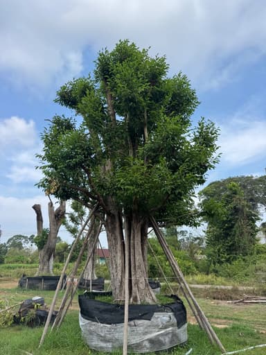 ต้นพูนทรัพย์ ไม้มงคล