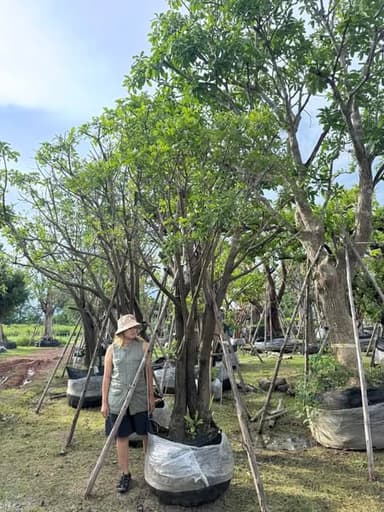 ต้นจิกน้ำ (หมากเม่า) ขนาดกำลังน่ารัก 🌳