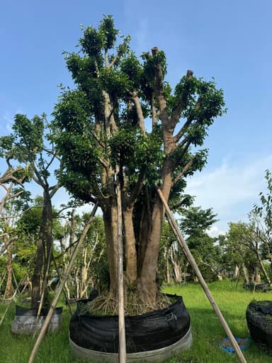 ต้นมั่งมี