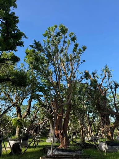 เสม็ดแดง ขนาด 27 นิ้ว 🌳