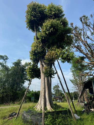 ต้นพูนทรัพย์