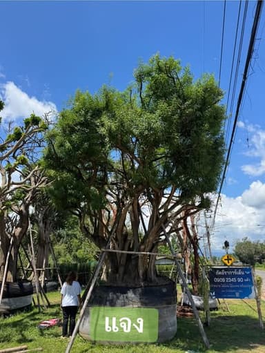 จามจุรี - ต้นไม้ยืนต้นฟูสวย