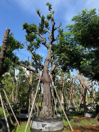 ต้นพยอม ฟอร์มสวย 🌳