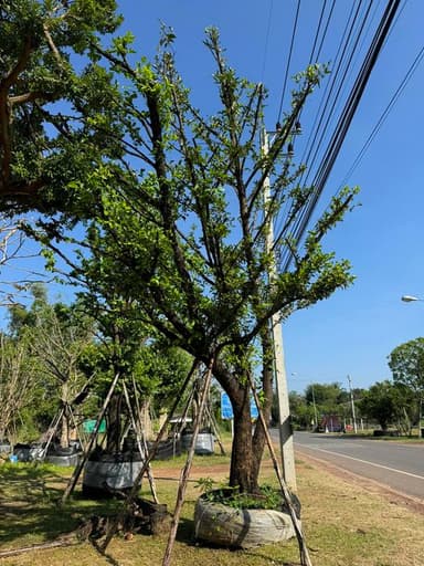 ต้นมั่งมี หน้า 18นิ้ว ลีลาโค้งเอน 
