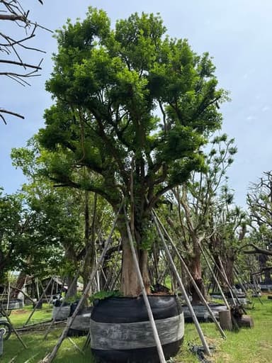 ต้นแจง ฟอร์มสวย 32 นิ้ว 🌳