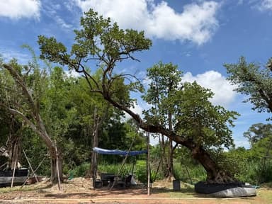 🌳 ต้นทองกวาว ลีลาโค้งเอน หน้า 35 นิ้ว