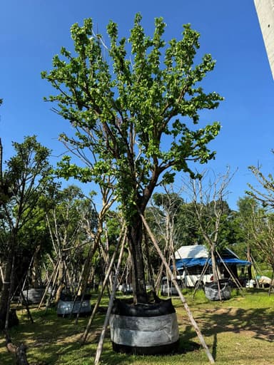 ต้นตะโก หน้า 12นิ้ว สูง6.5เมตร