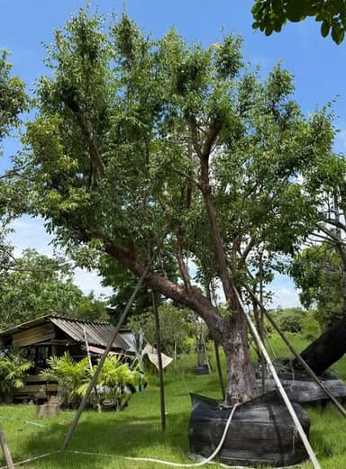 🌳 ต้นเสม็ดแดง หน้า 18 นิ้ว ลีลาเอน พร้อมผูกชิงช้า