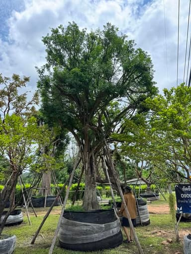 ต้นแจง ฟอร์มกลมสวย 🌳