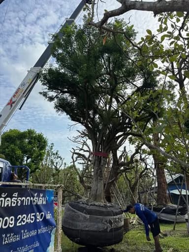 ต้นแจง - ไม้มงคลให้ร่มเงา