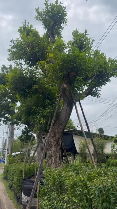 ต้นหว้าแม่น้ำ หน้า 24 นิ้ว ฟอร์มสวย 🌳