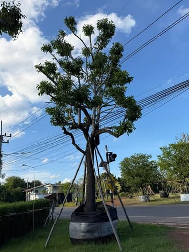 🌳 ต้นนางกวัก หน้า 16 นิ้ว ไม้มงคล ราคา 30,000 บาท