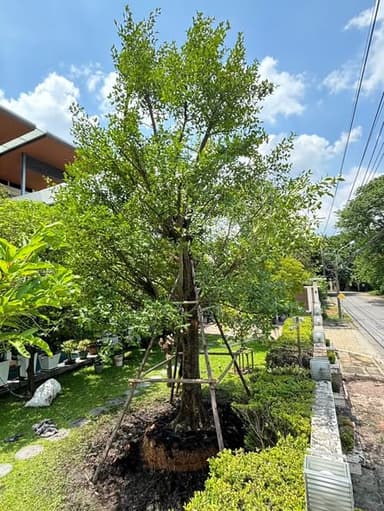 ต้นมั่งมี ไม้มงคล ไม้ล้อม ใบฟูๆ