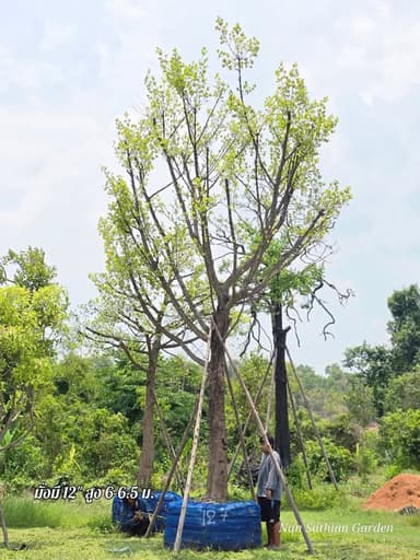 ต้นมั่งมี ไม้มงคลขุดล้อม