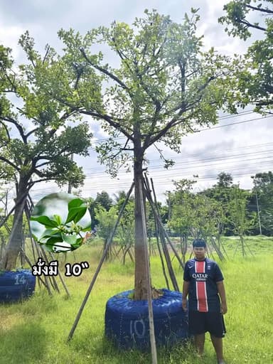 ต้นมั่งมี ไม้มงคล