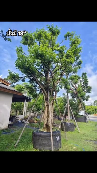 ต้นมั่งมี 18" 🌳
