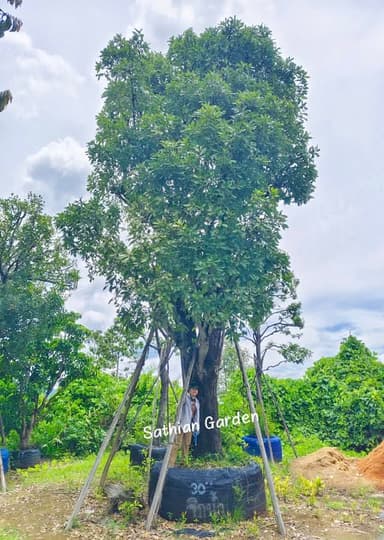 ต้นจิกน้ำ สร้อยระย้า