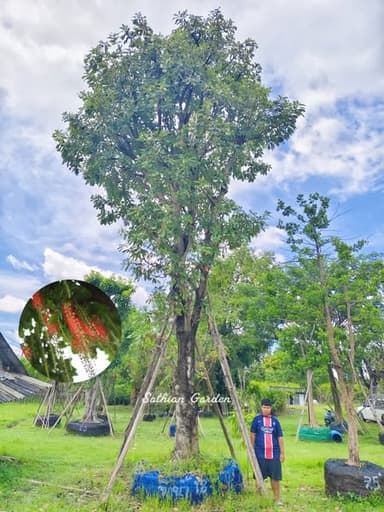 ต้นจิกน้ำ