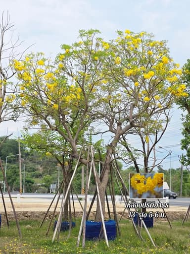ต้นเหลืองปรีดียาธร