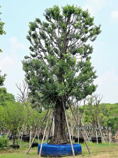 ต้นมั่งมี ฟอร์มไม้ประธาน