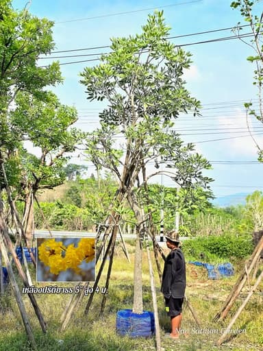ต้นเหลืองปรีดียาธร ขุดล้อม