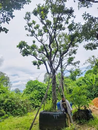 ต้นพยอม (Shorea roxburghii)