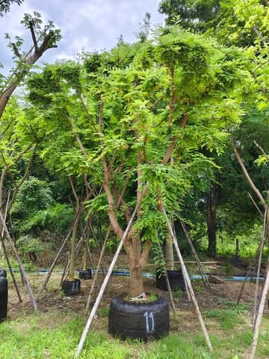 ต้นมะขาม (เปรี้ยว) ลำต้น 11" สูง 4-4.5 ม.