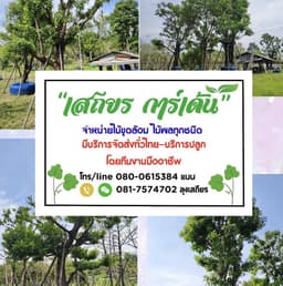สวนเสถียร พันธุ์ไม้ จำหน่ายไม้ขุดล้อมทุกชนิด 