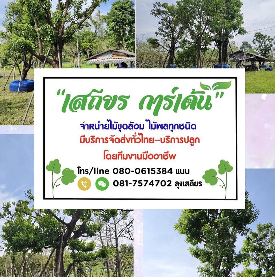 สวนเสถียร พันธุ์ไม้ จำหน่ายไม้ขุดล้อมทุกชนิด 