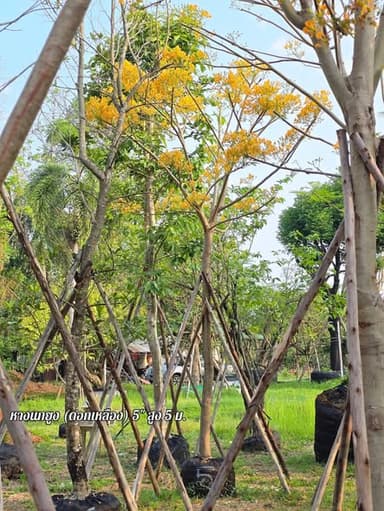 ต้นหางนกยูงดอกเหลือง