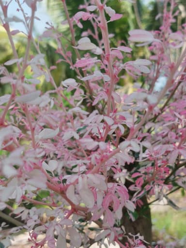 มะขามเทศด่าง